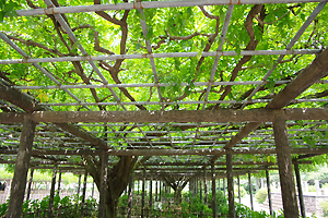 �a���˂��Ɓ@��ʌ��@���{�s�@�ʕ~�_�Ё@�������@�Q�l�����@�Ƒ������@�g�������@�t�H�g�E�G�f�B���O�@�����̂݁@��p