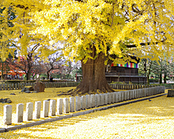 赤ちゃん　お宮参り　100日祝い　７５３　出張撮影　群馬　栃木　埼玉　ばんな寺　足利学校