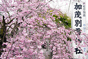和装ねっと　栃木県　佐野市　加茂別雷神社　結婚式　食事会　和装写真